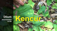 Image of Kencur